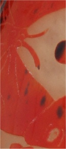 charles schneider vase aux papillons partie haute_4